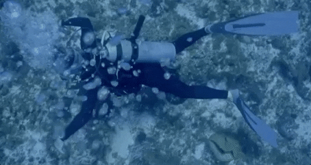 Scuba Diving
